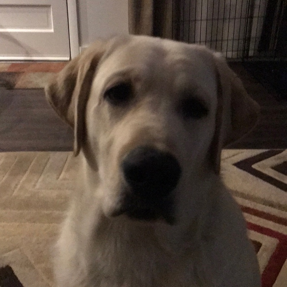 Meet your Posher, Ana